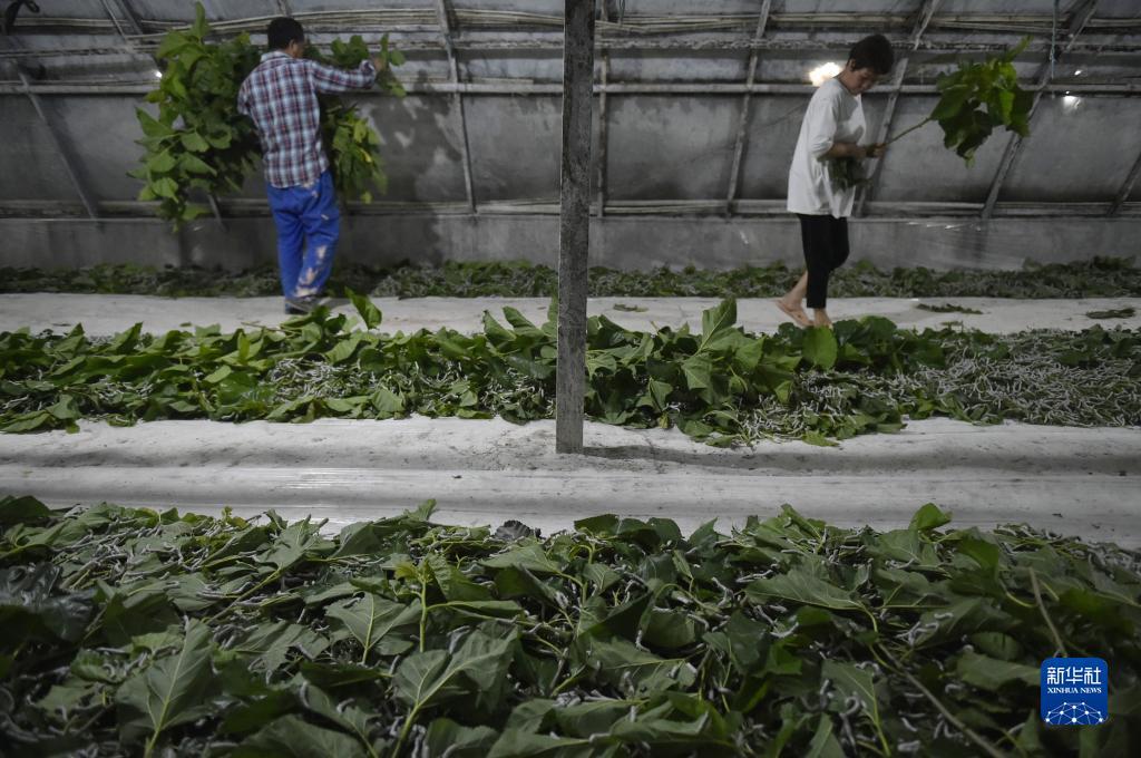 网上走兽飞禽